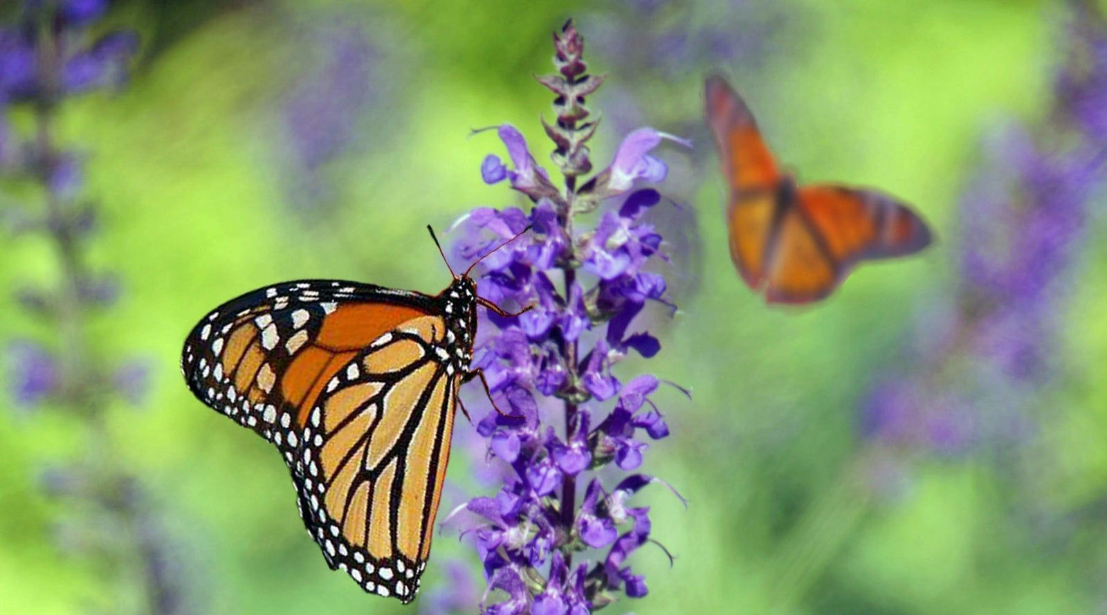 Nature's Tipping Point